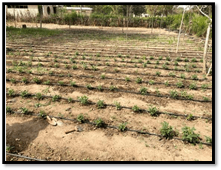 EWB-KNUST Rainwater Catchment & Irrigation Project